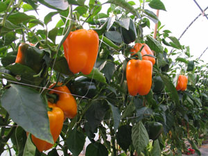 Peperoniorange.jpg